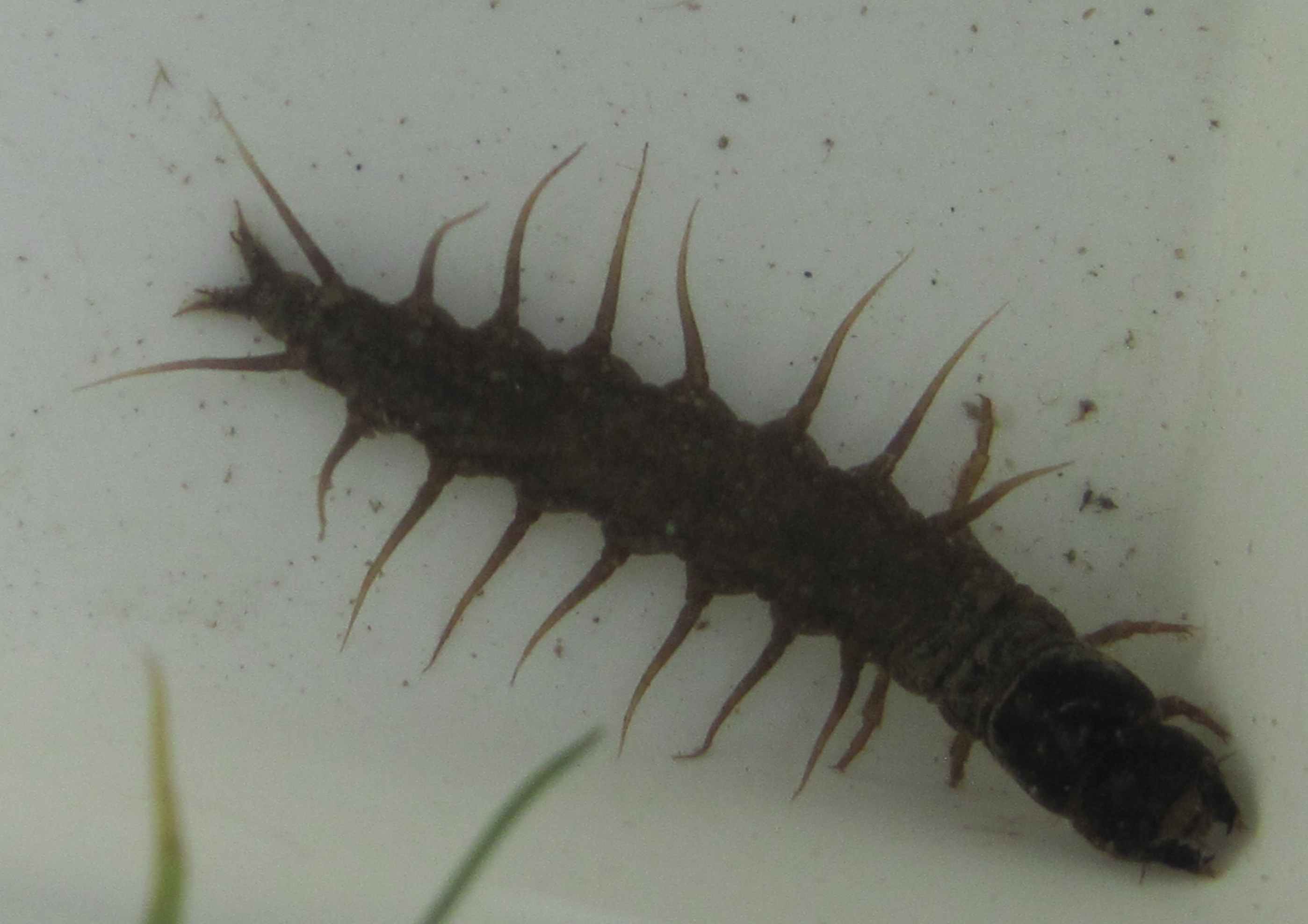 hellgrammite